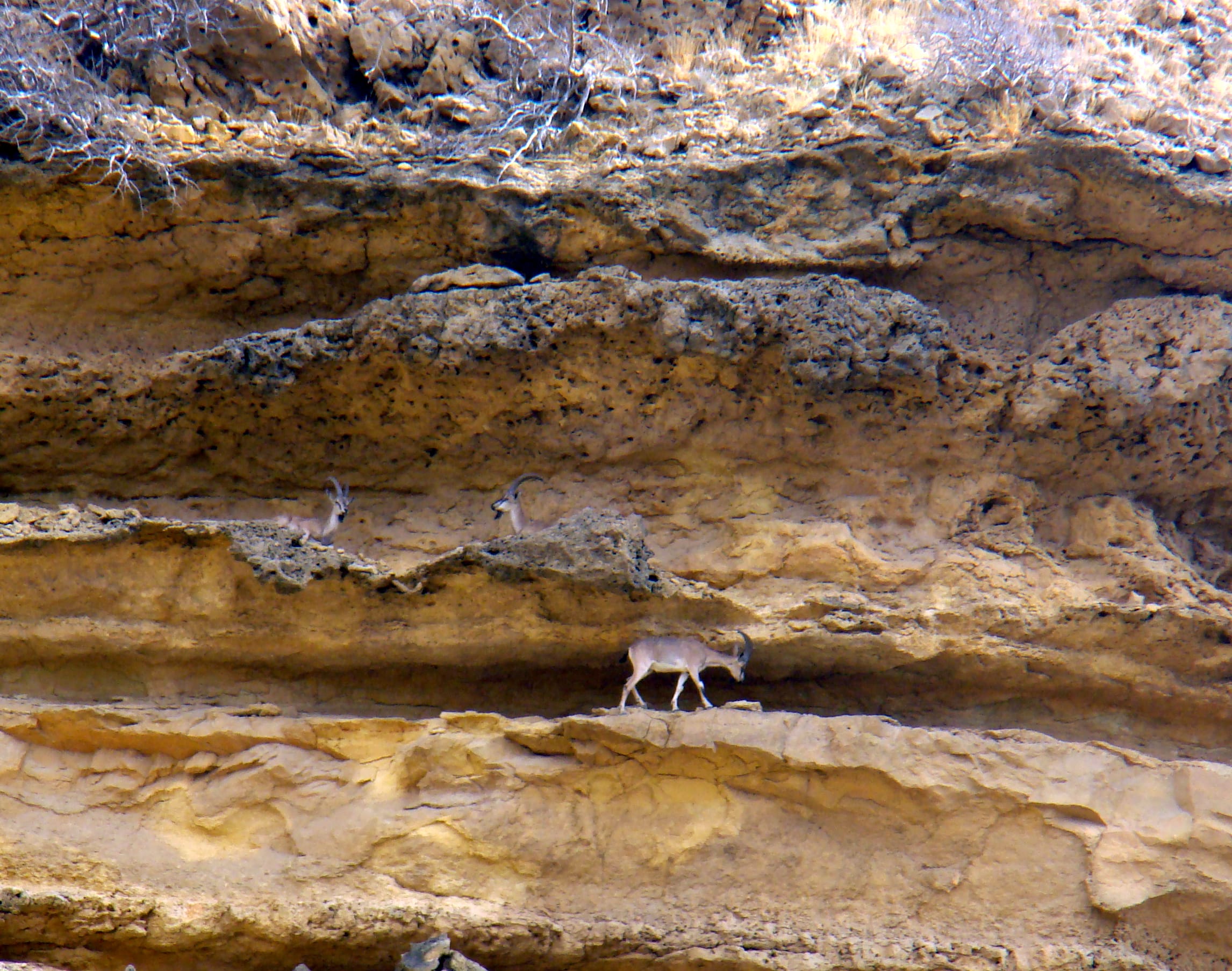 Sindh ibex