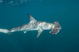 Smooth hammerhead shark