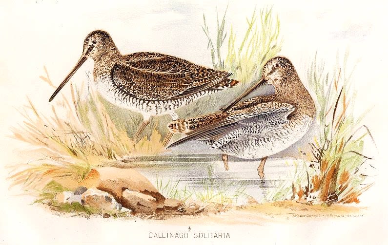 Solitary snipe