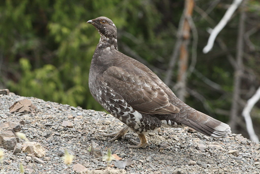 Sooty grouse