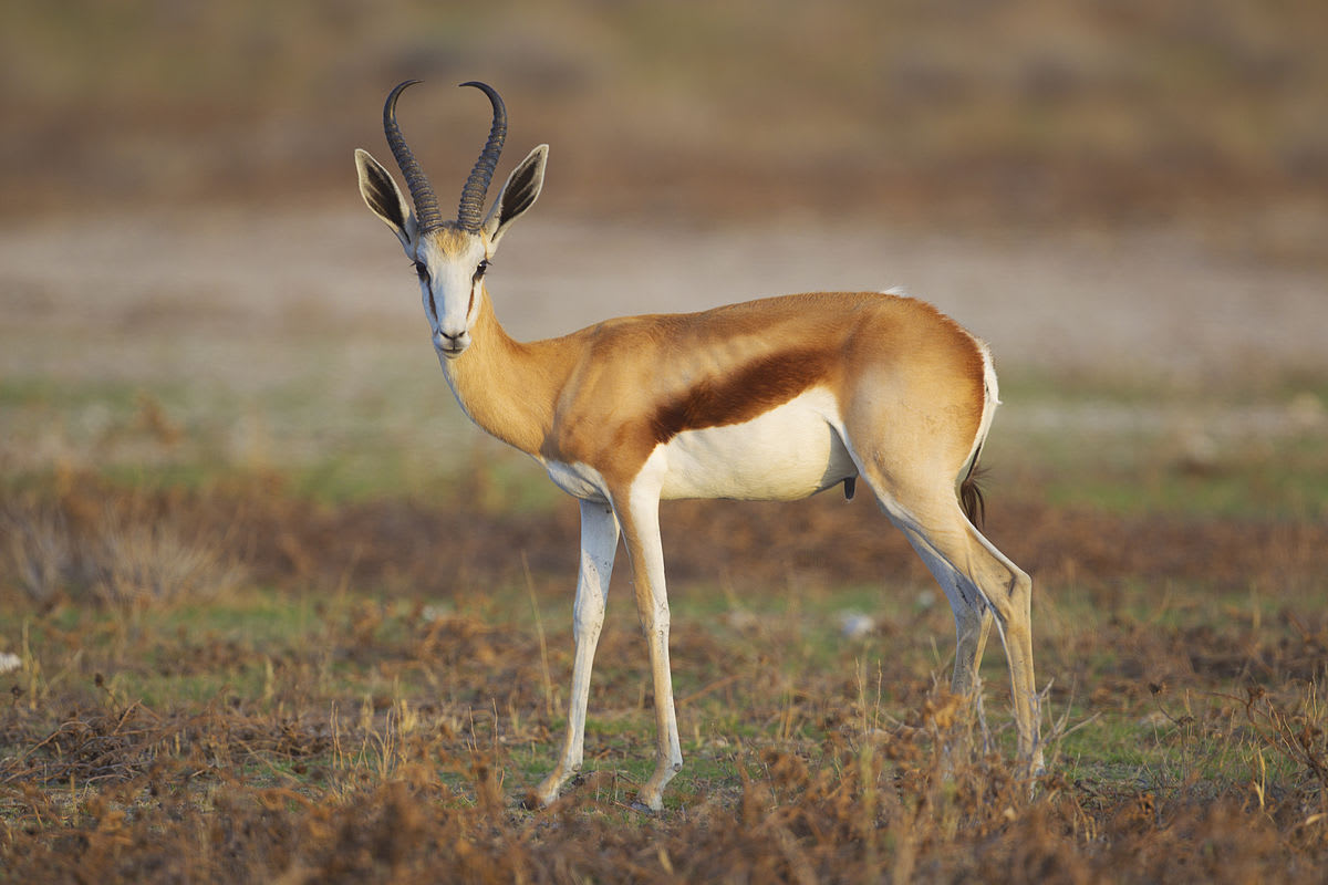 South African springbok