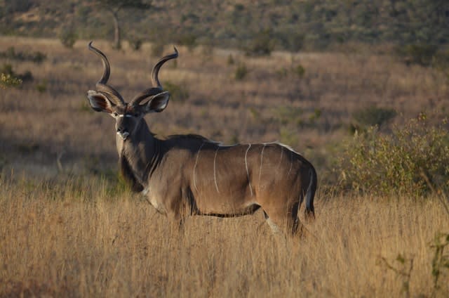 Southern greater kudu