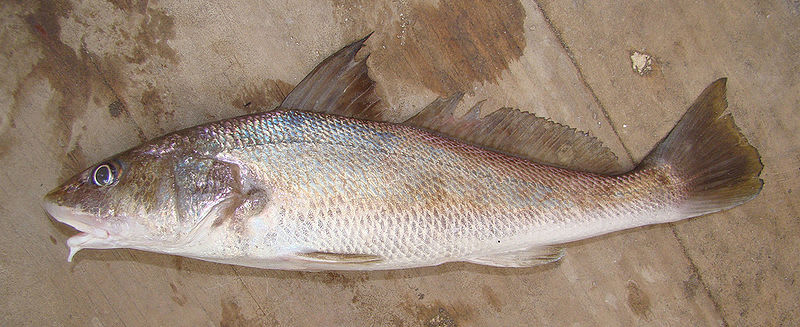 Southern kingfish