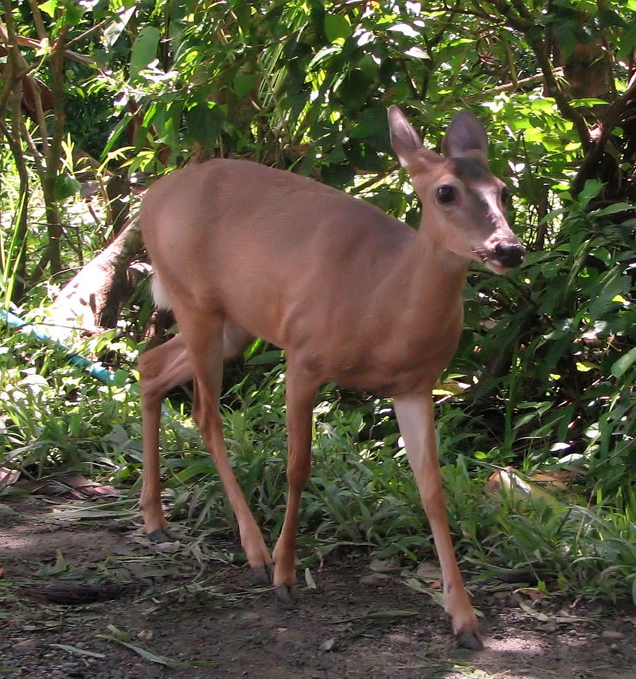 White-tailed deer