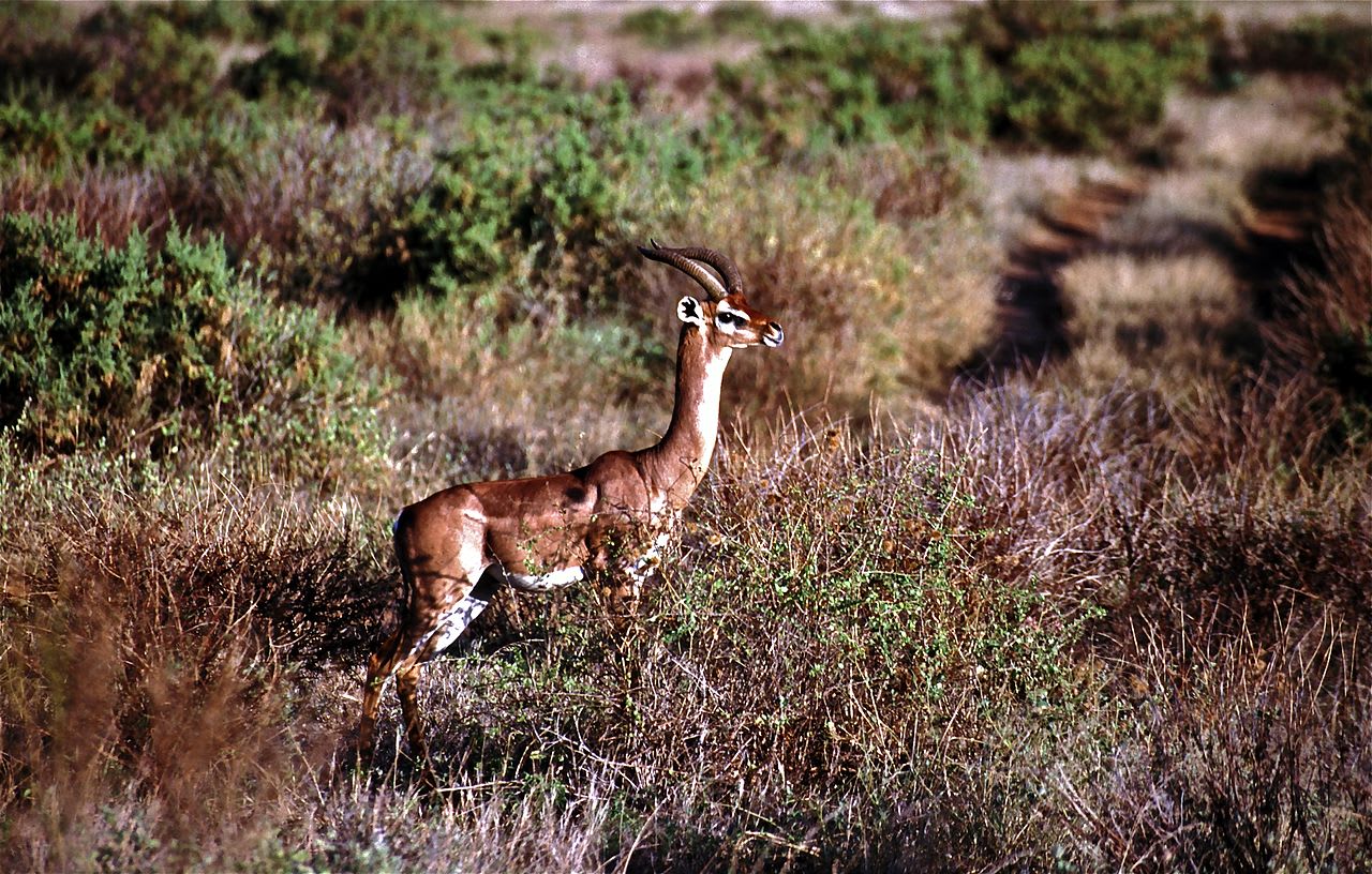 Southern gerenuk