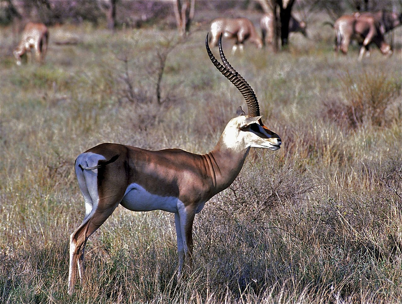 Southern Grant's gazelle