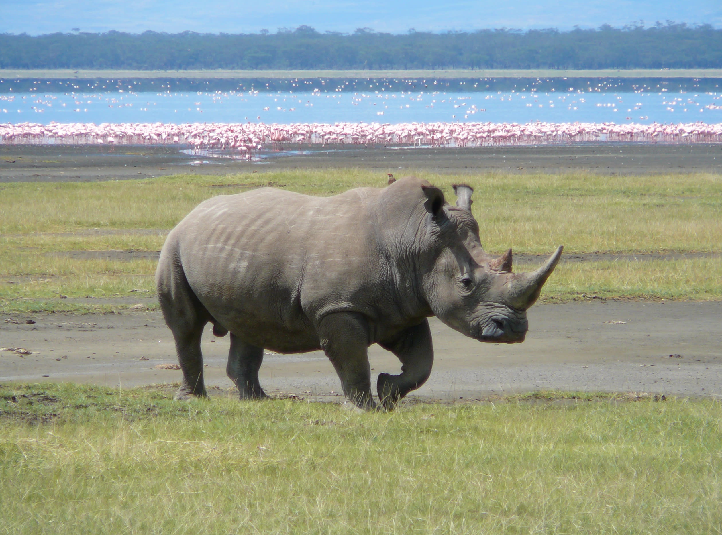 Southern white rhinoceros
