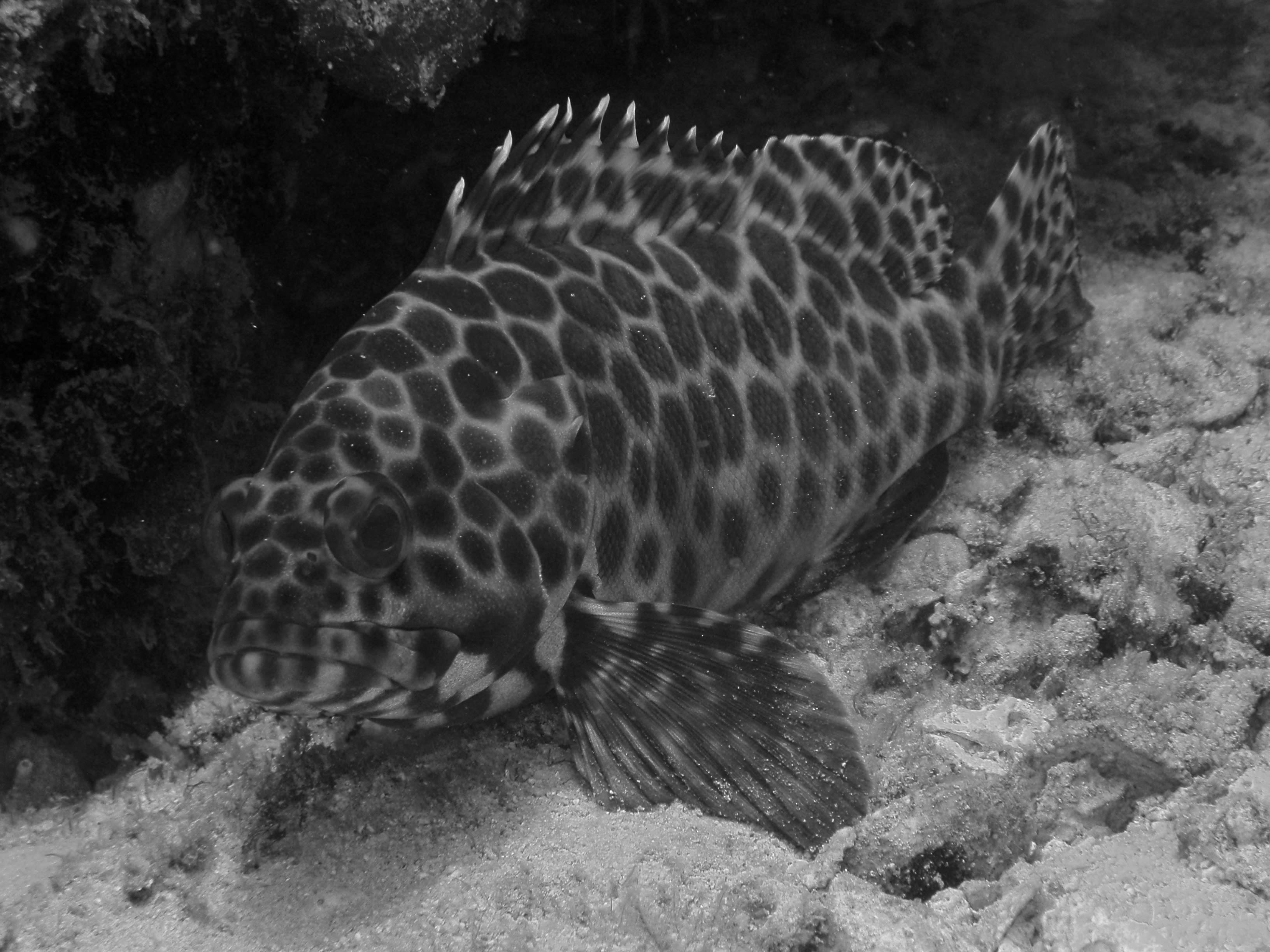 Snubnose grouper