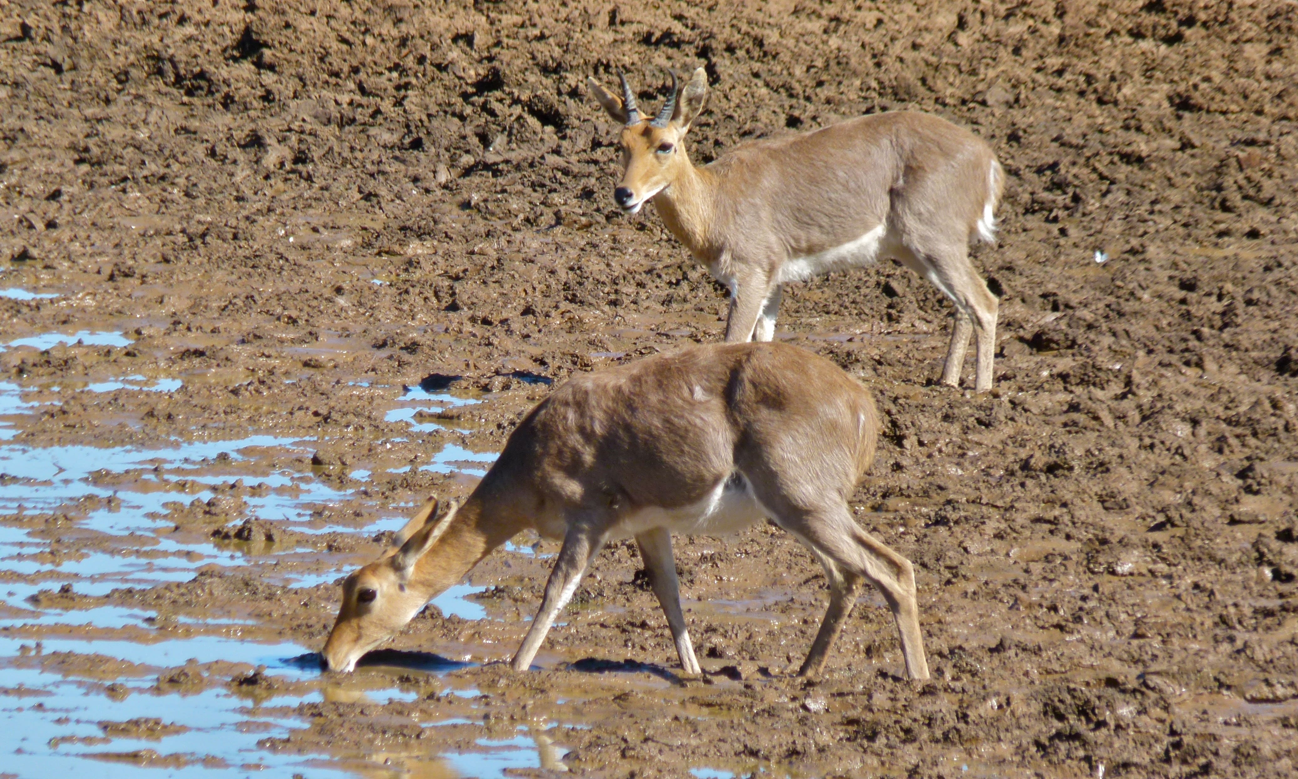Mountain reedbuck