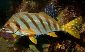 Spottedtail morwong