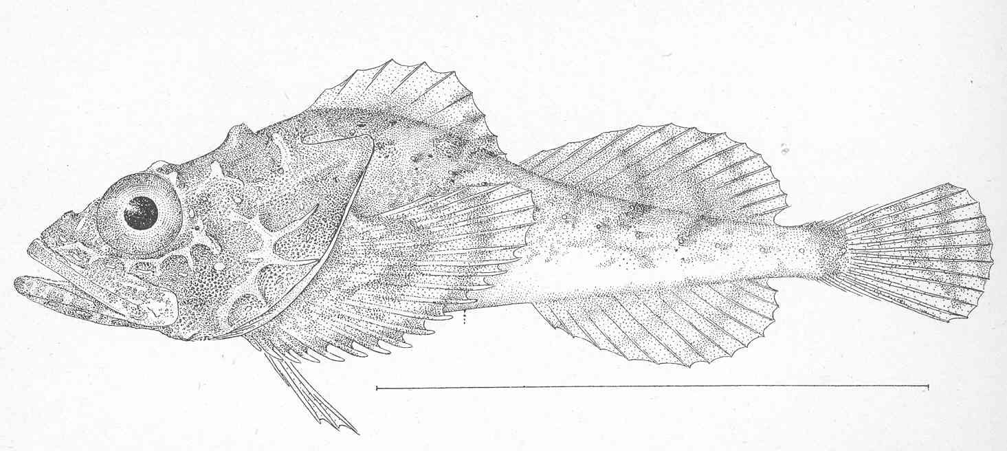 Spinyhead sculpin