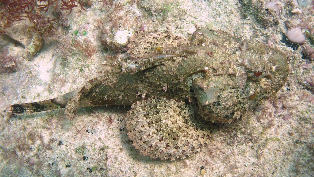 Spotted scorpionfish