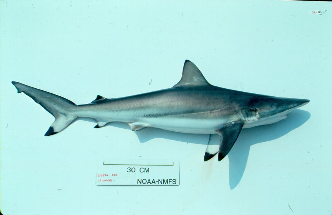 Spinner shark