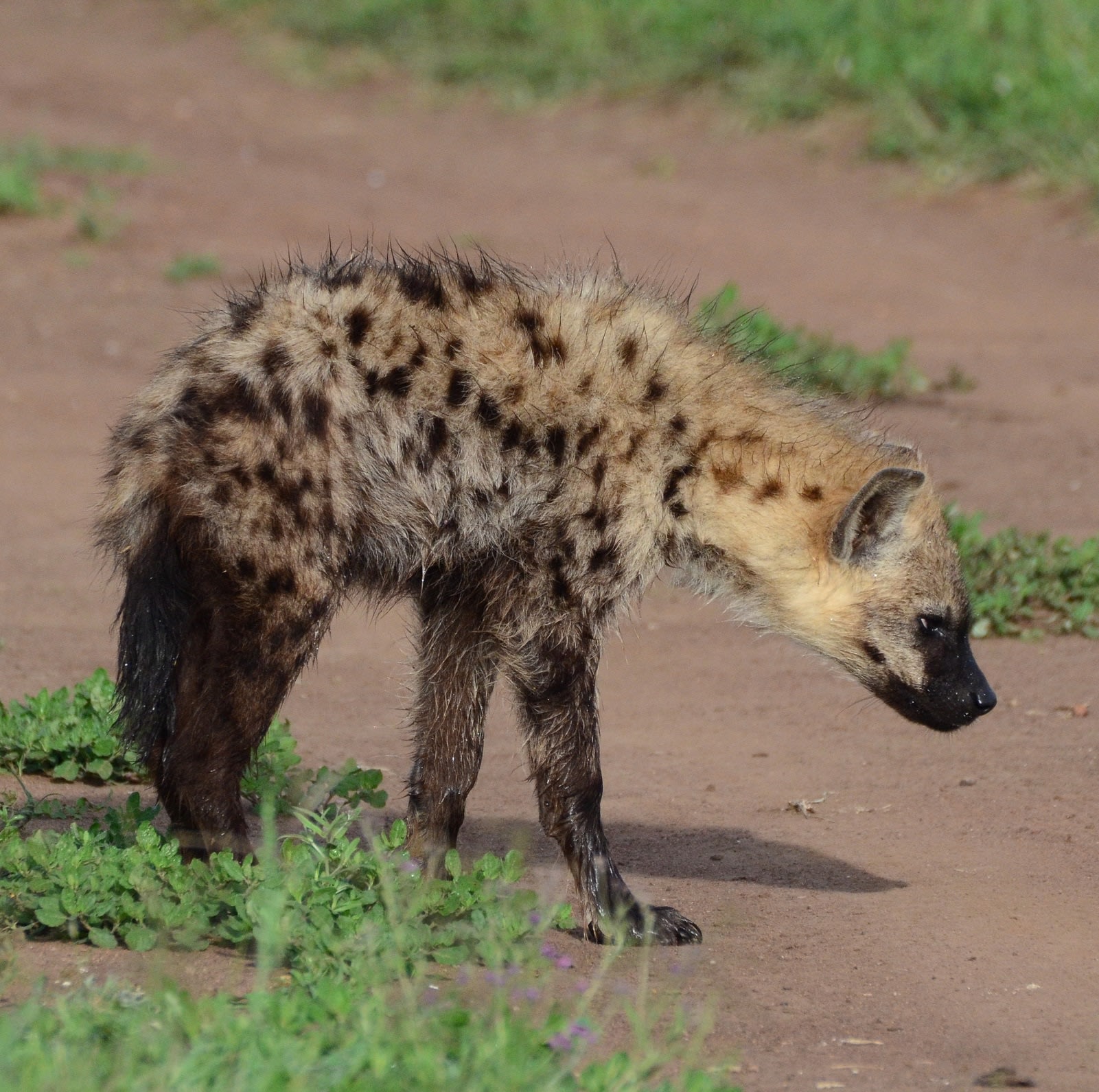 Spotted hyena