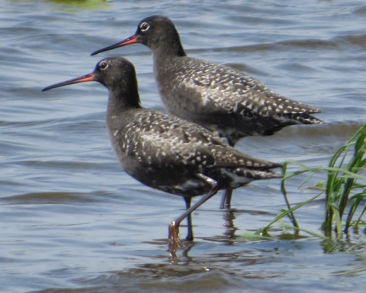 Spotted redshank