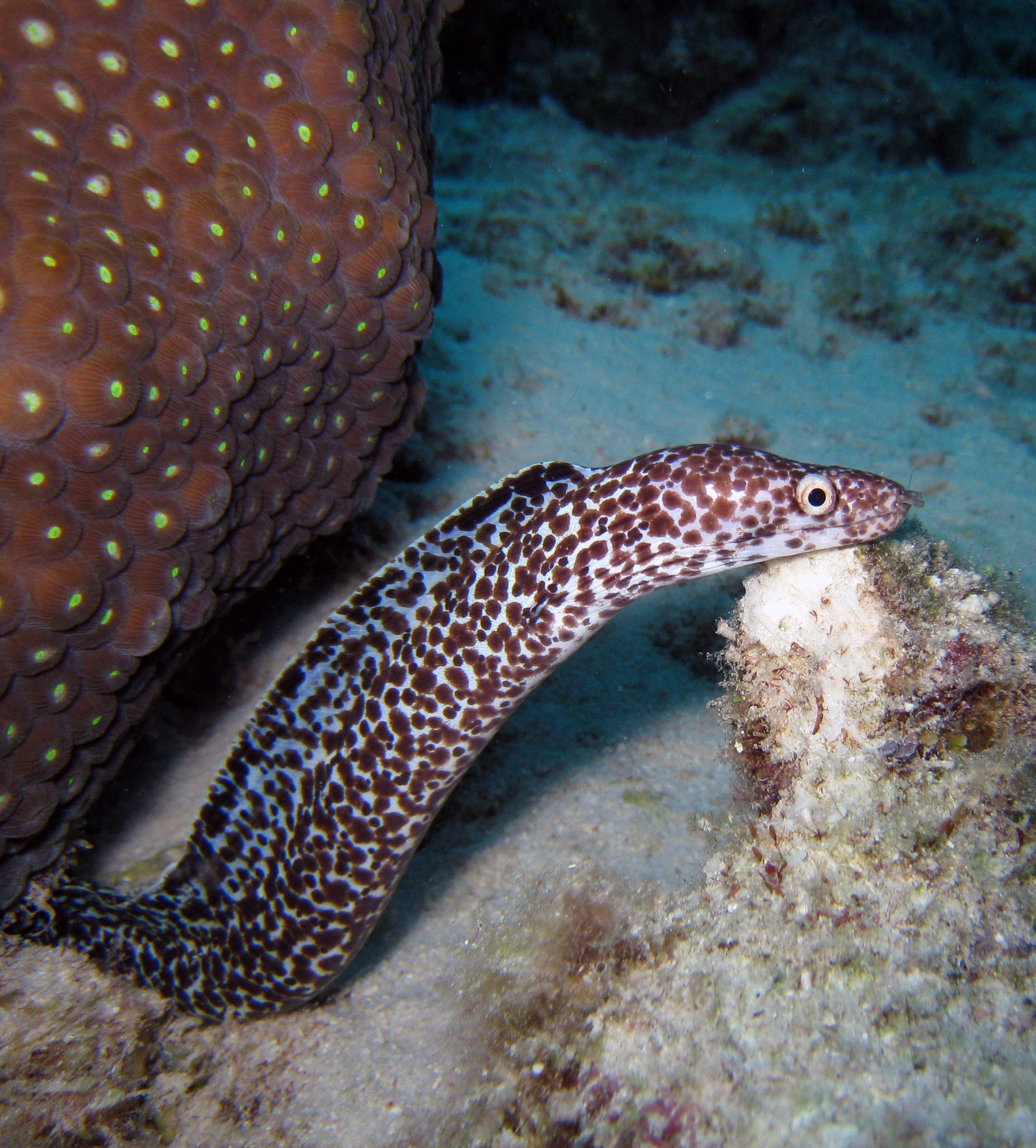 Spotted moray