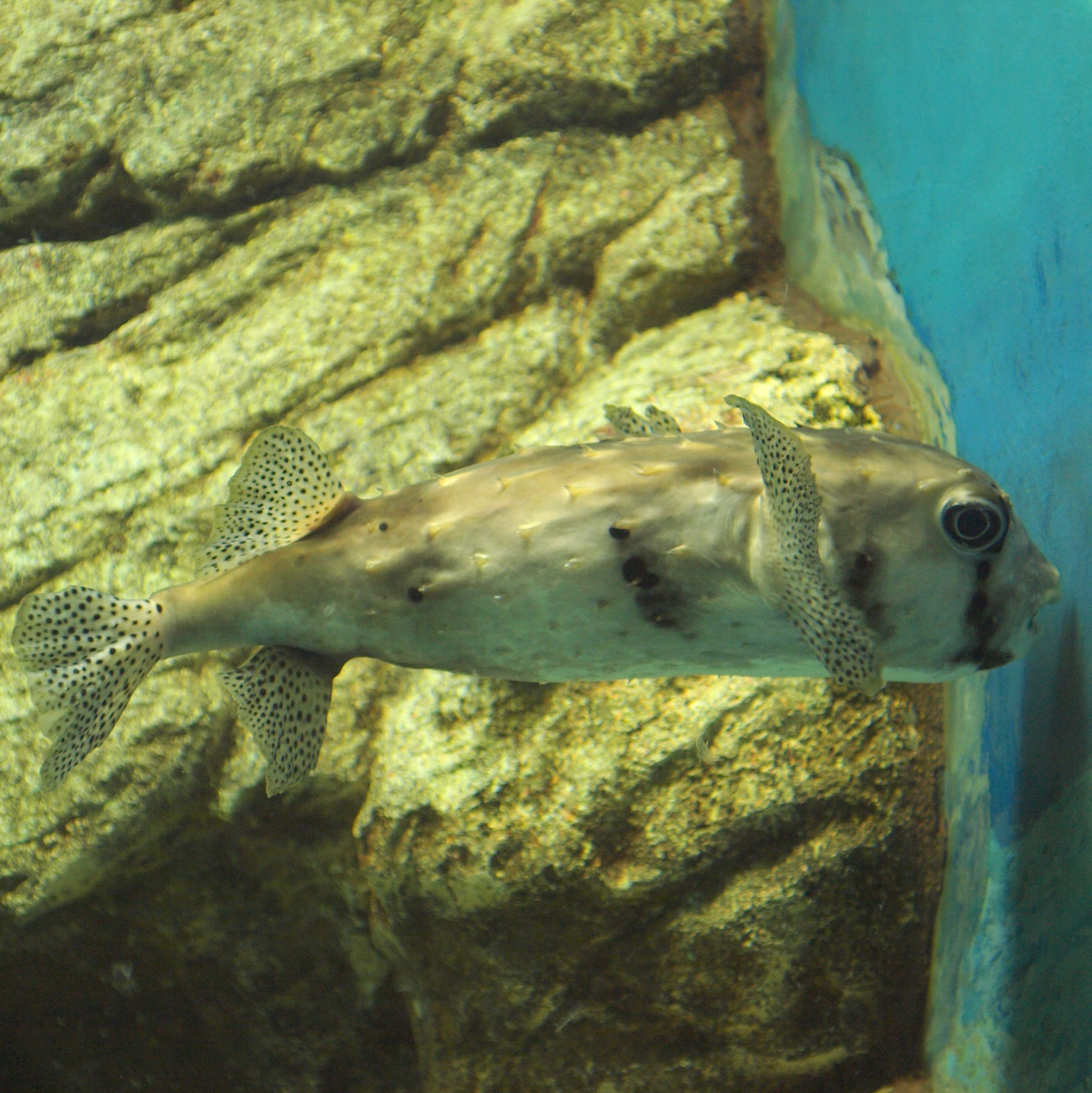 Spotfin burrfish
