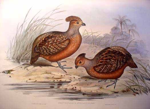 Starred wood quail