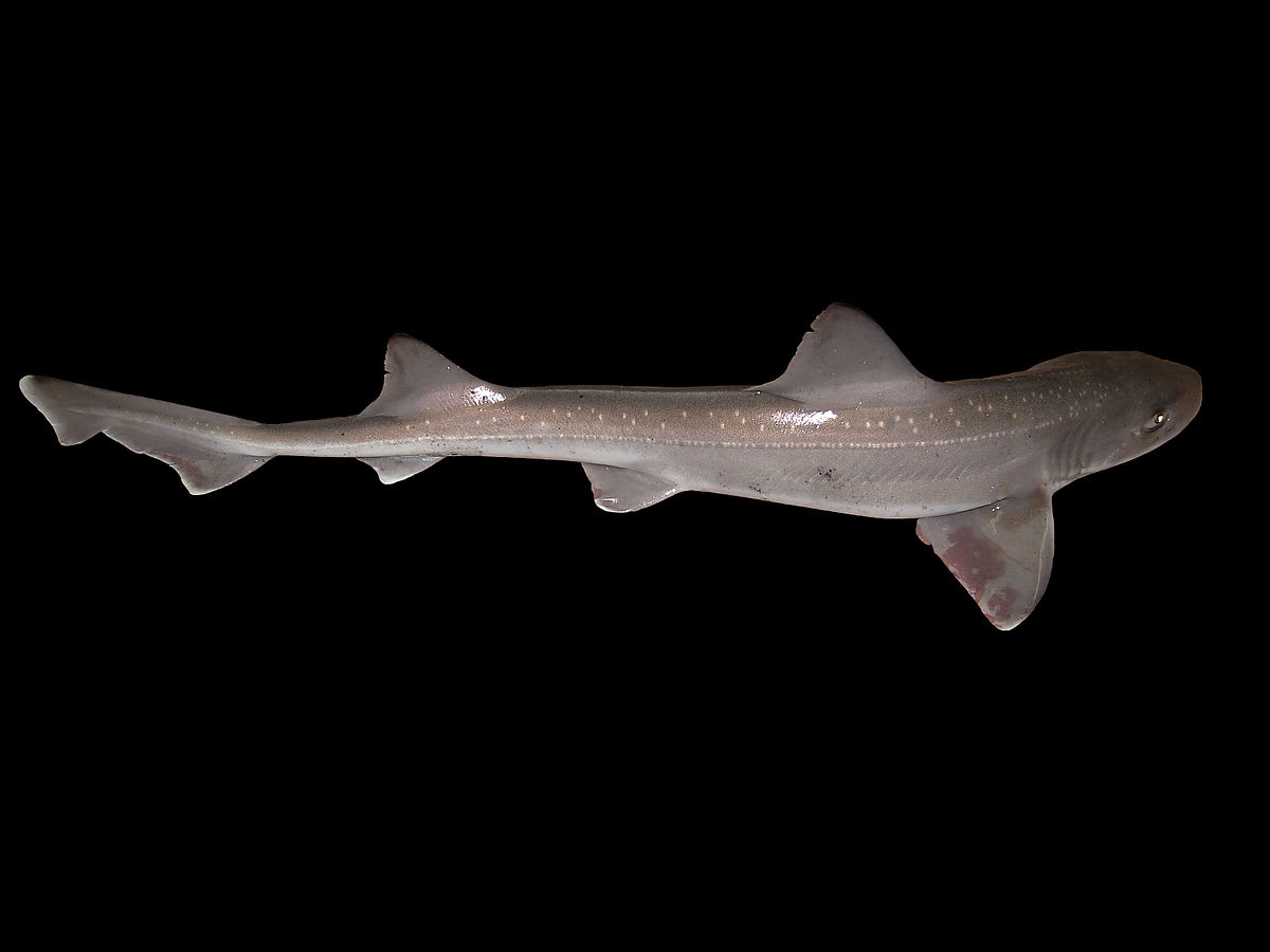 Starry smooth-hound