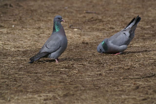 Stock dove