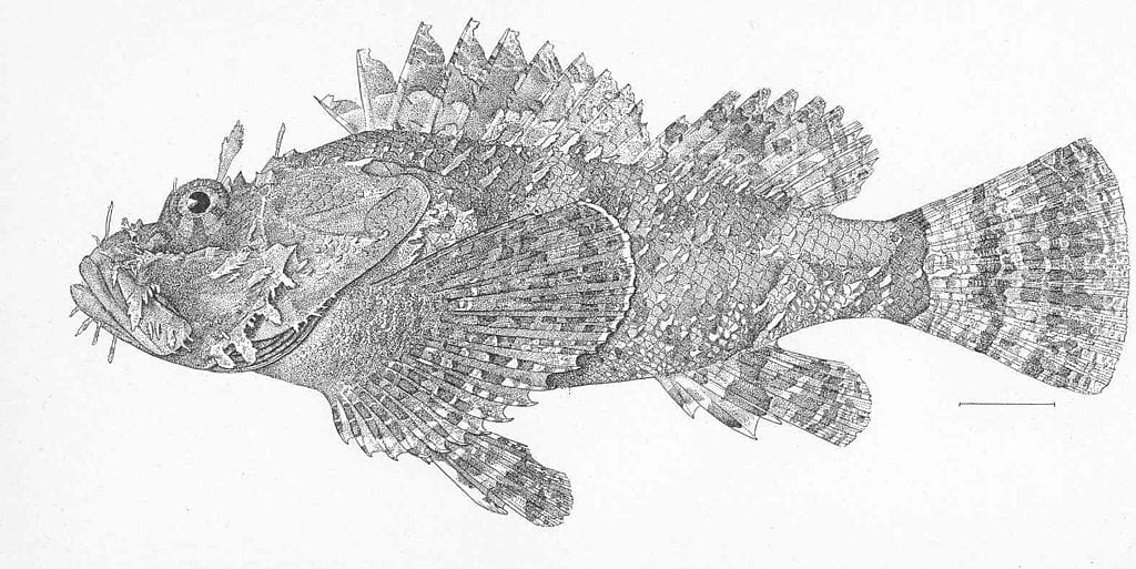 Stone scorpionfish