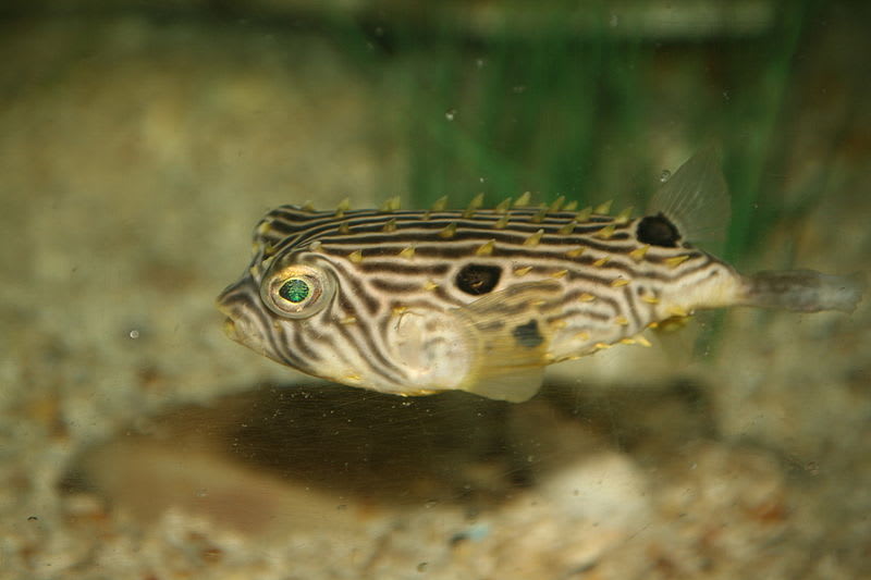 Striped burrfish