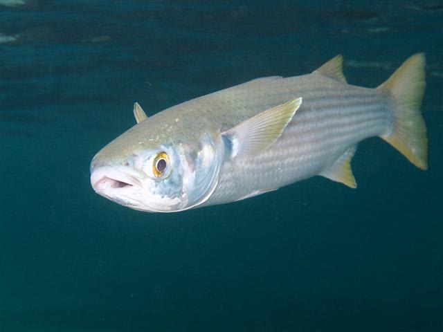 Striped mullet
