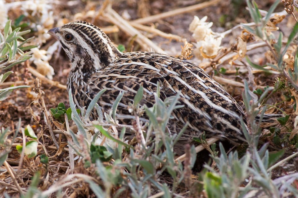 Stubble quail