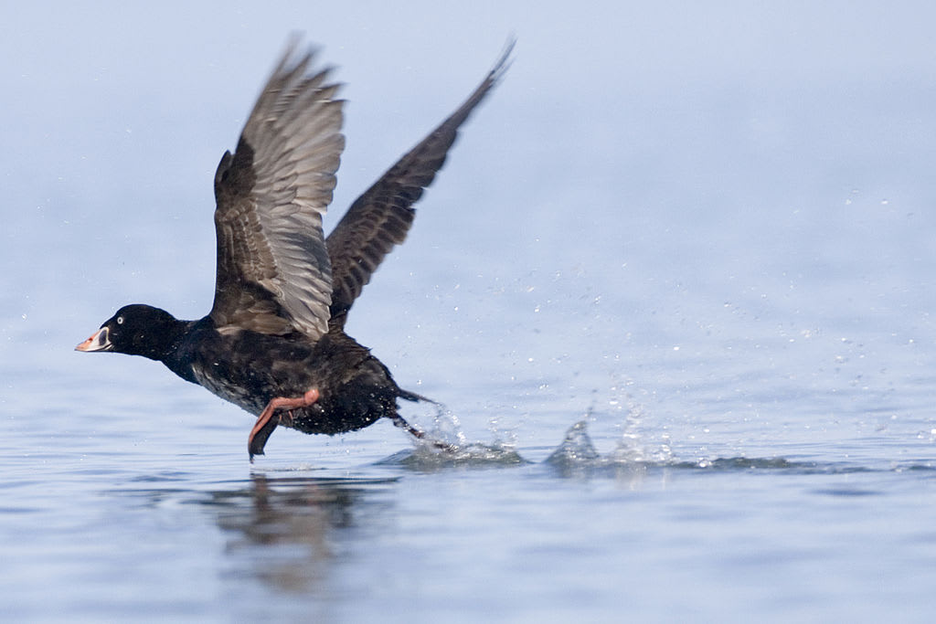 Surf scoter duck