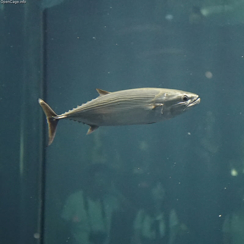 Striped bonito