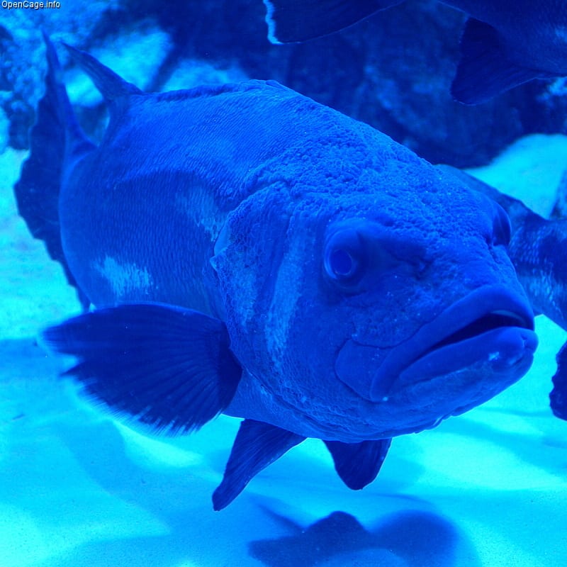 Striped jewfish