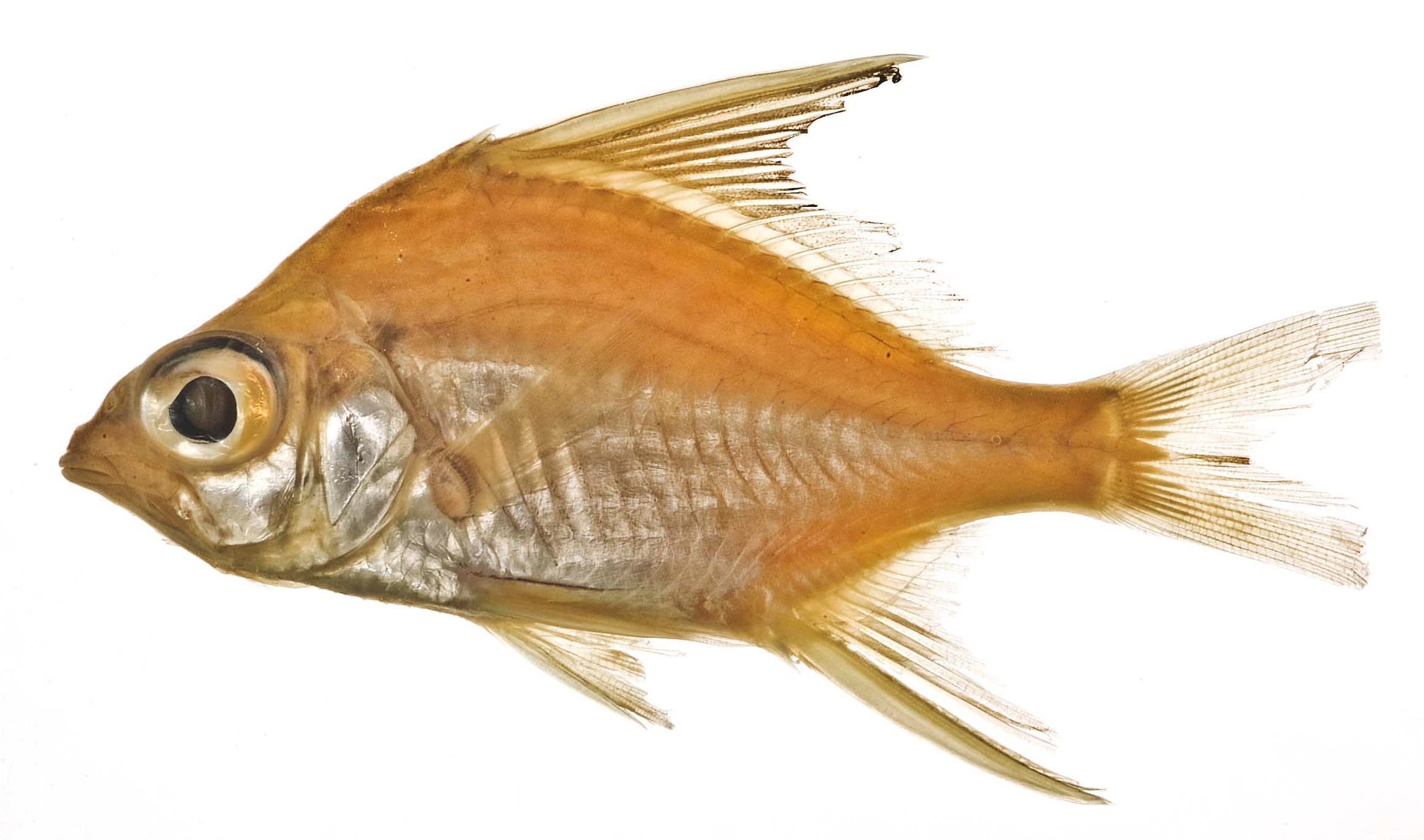 Striped mojarra