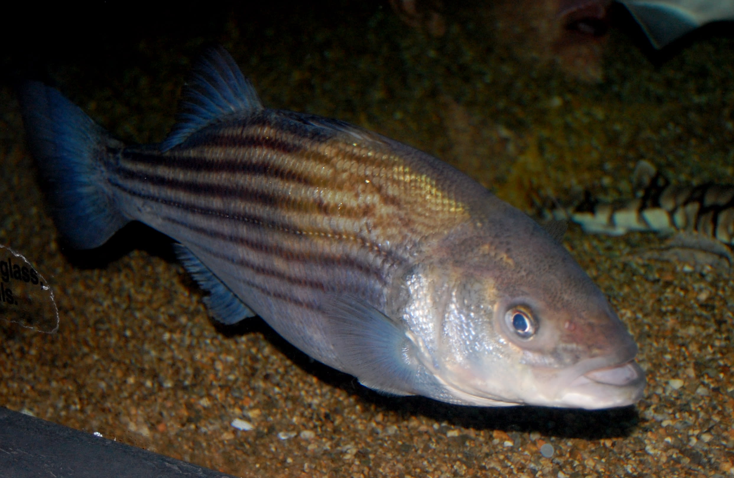 Striped bass