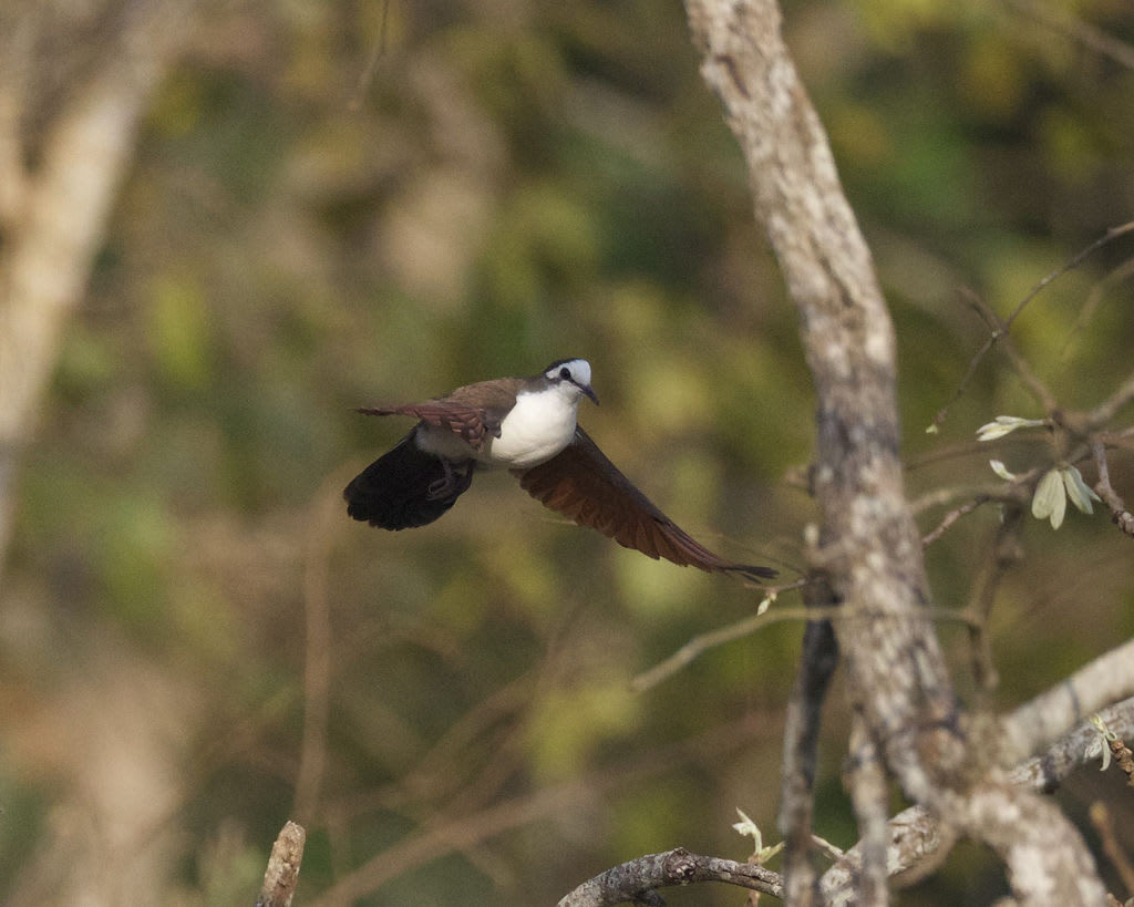 Tambourine dove