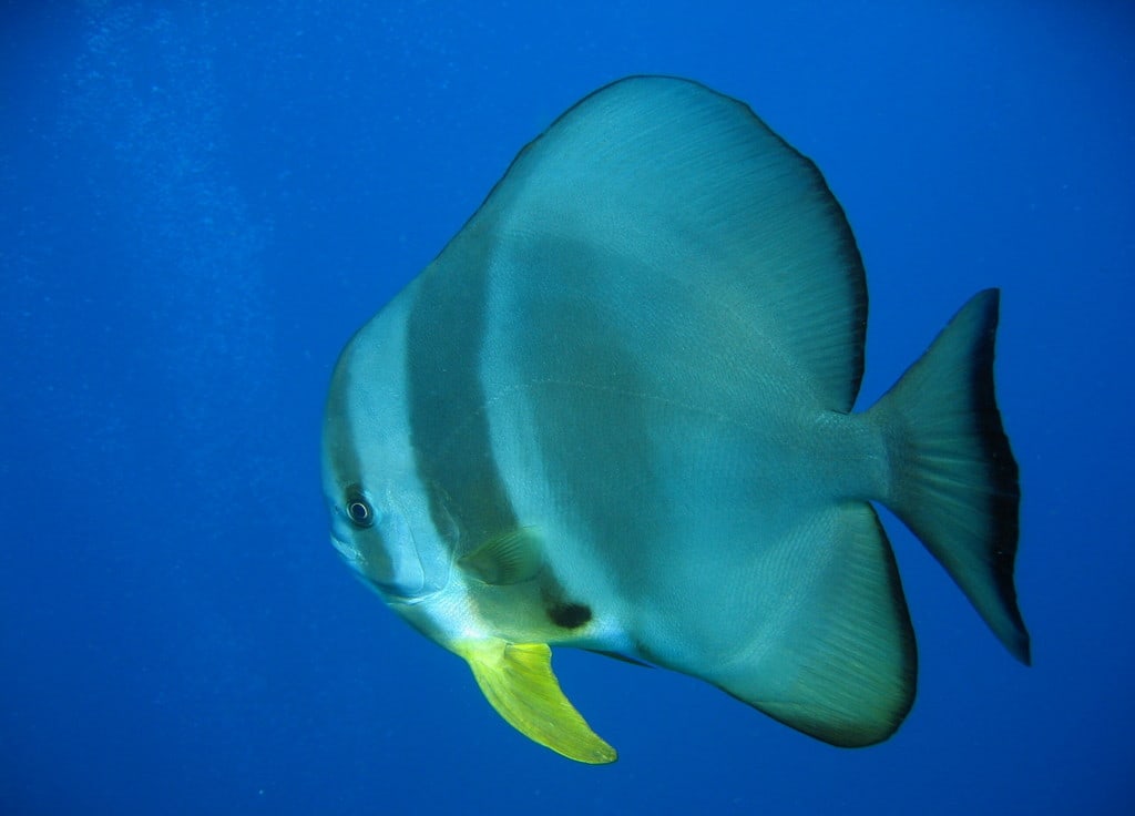 Teira batfish