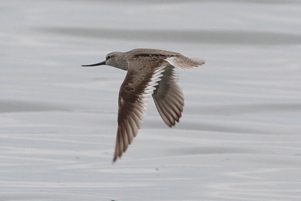 Terek sandpiper