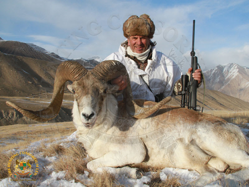 Tian Shan argali