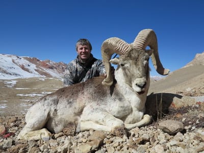Tibetan argali