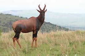 Topi