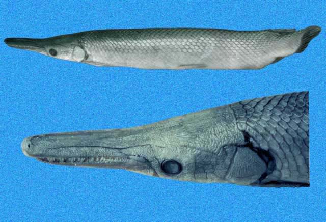 Tropical gar