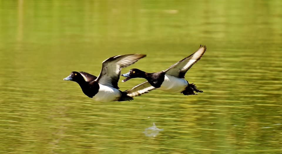 Tufted duck