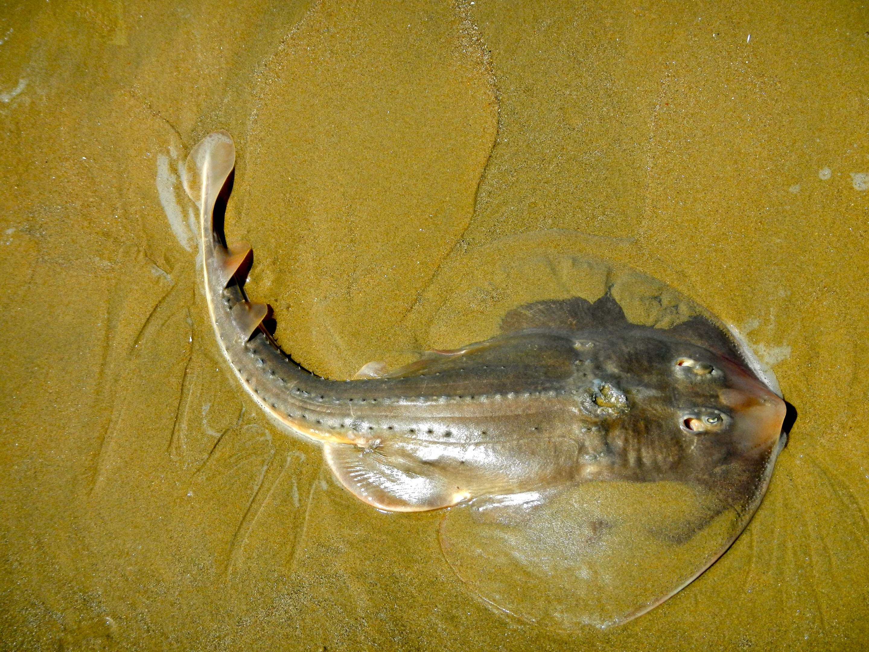 Thornback guitarfish