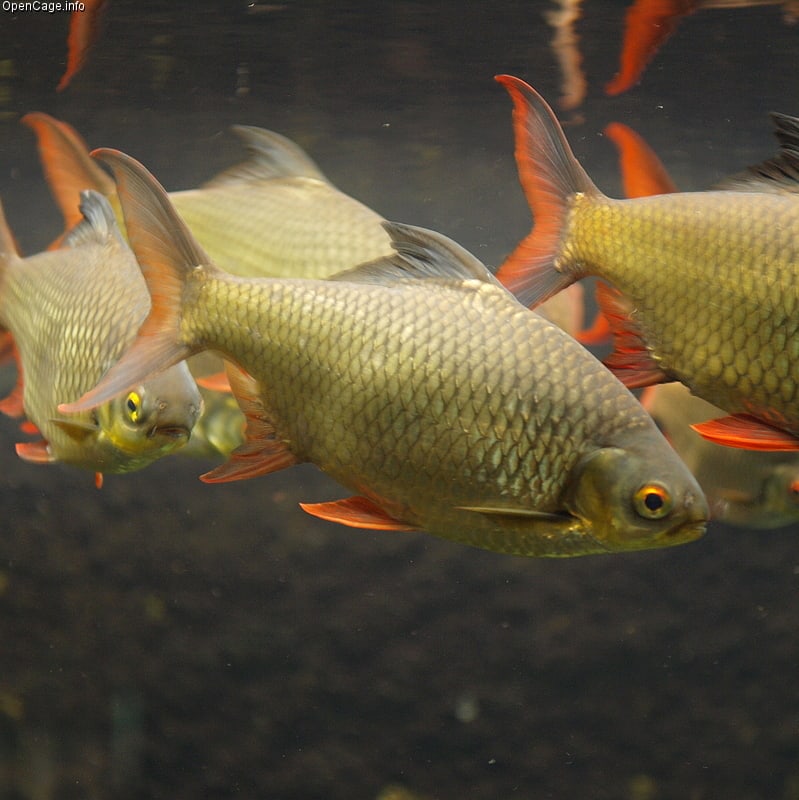 Tinfoil barb