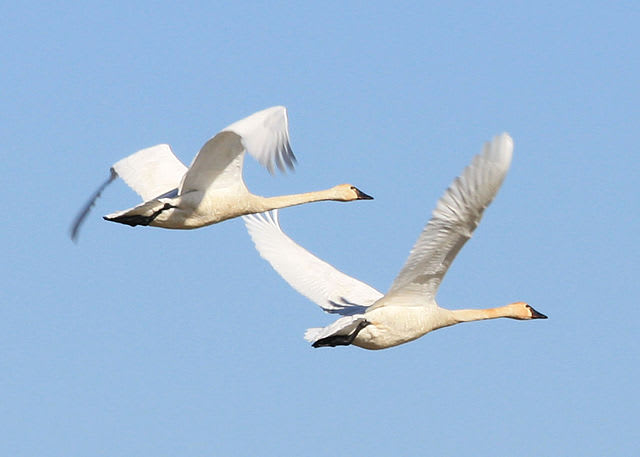 Tundra swan