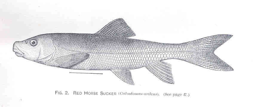 Utah sucker