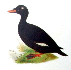 Velvet scoter