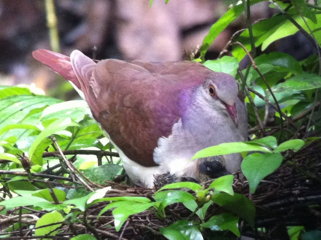Violaceous quail dove