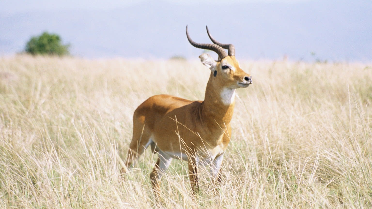 Uganda kob
