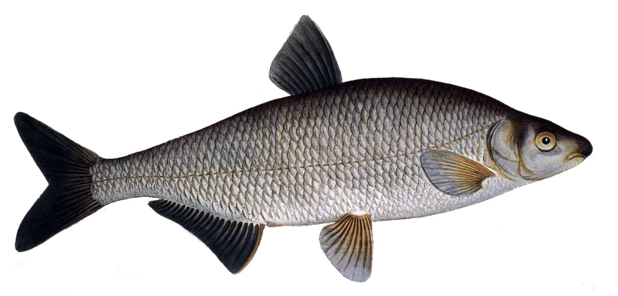 Vimba