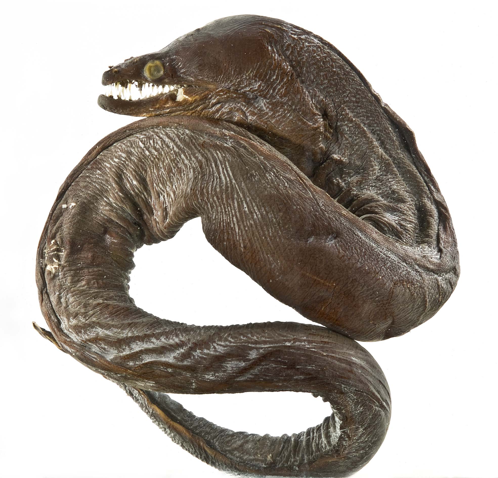 Viper moray